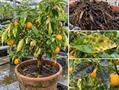کالاموندین - نارنگی زینتی با گل‌های سفید خوش‌عطر و میوه‌های کوچک نارنجی‌